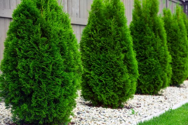Arborvitae Planting in Brownsburg
