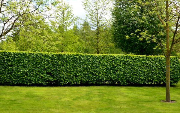 Hedge Planting in Brownsburg