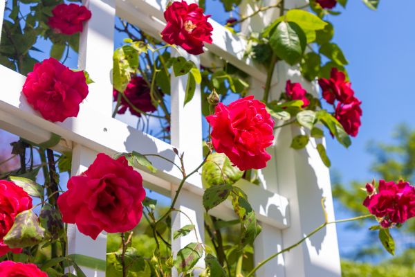 Home Gardening Service in Brownsburg