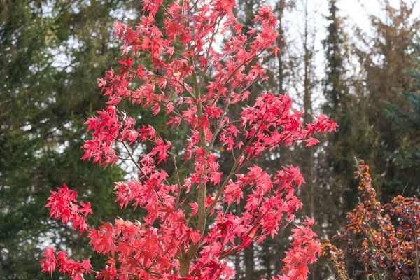 Japanese Maple Planting in Brownsburg