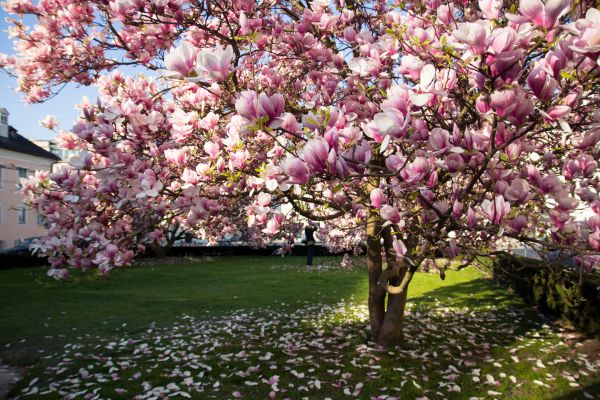Magnolia Tree Planting in Brownsburg