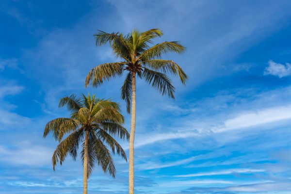 Palm Tree Planting in Brownsburg