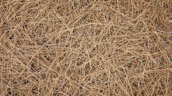 Pine Needles Delivery in Brownsburg
