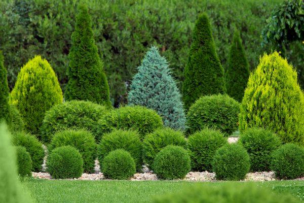 Shrub Installation in Brownsburg