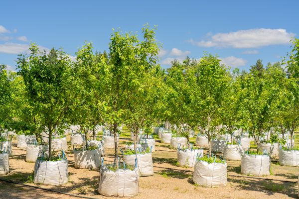 Tree Planting Service in Brownsburg