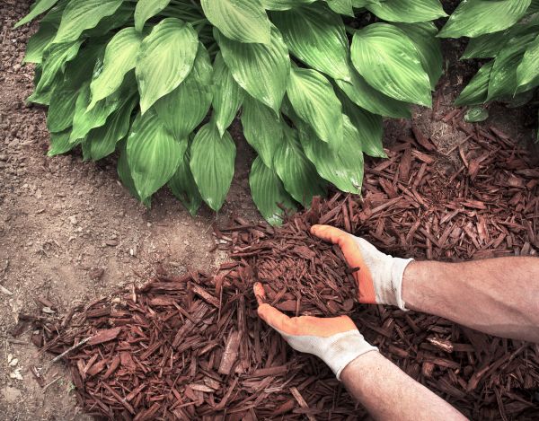 Shredded Mulch Service in Brownsburg