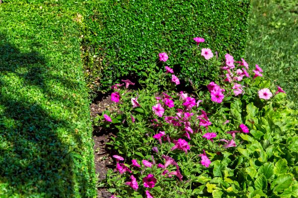 Softscaping Service in Brownsburg