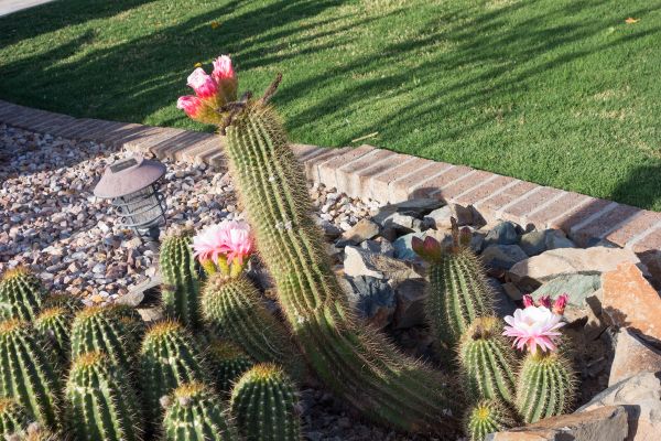 Desert Landscaping in Brownsburg