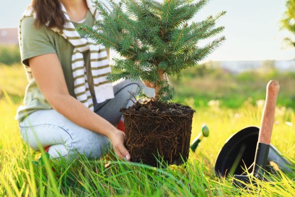 Spruce Tree Planting in Brownsburg
