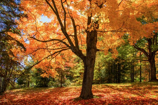 Maple Tree Planting in Brownsburg