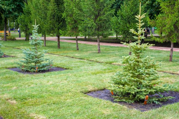 Privacy Trees Planting in Brownsburg