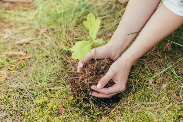 Oak Tree Planting in Brownsburg