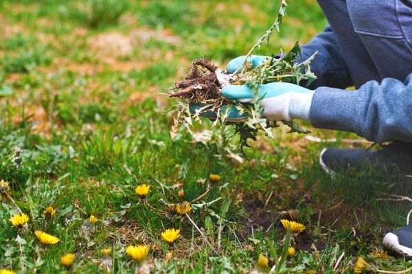 Flower Bed Clearing in Brownsburg