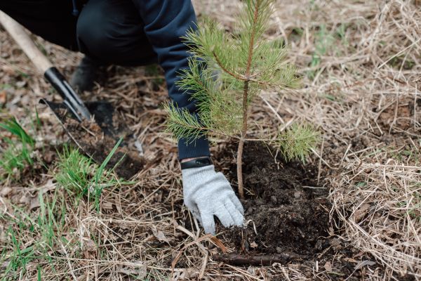 Pine Tree Planting in Brownsburg