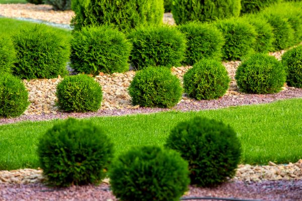 Bush Replacement in Brownsburg