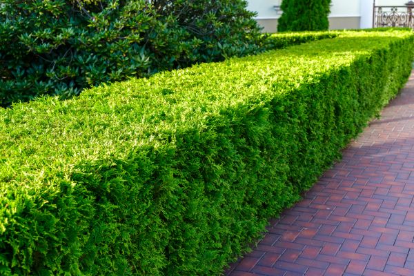 Hedge Installation in Brownsburg