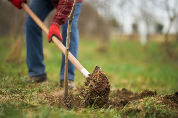 Trees Planting in Brownsburg