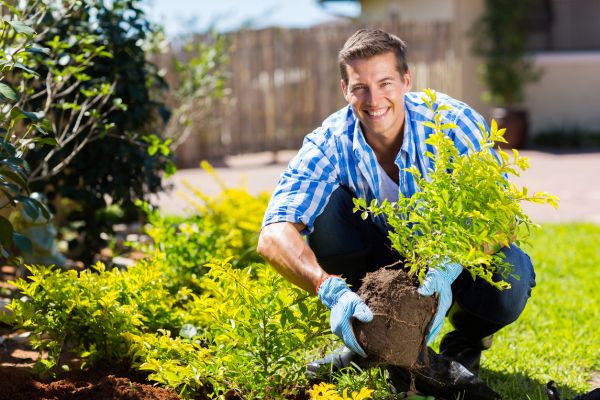 Shrub Landscaping in Brownsburg