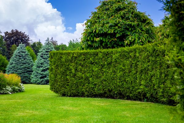 Hedge Landscaping in Brownsburg
