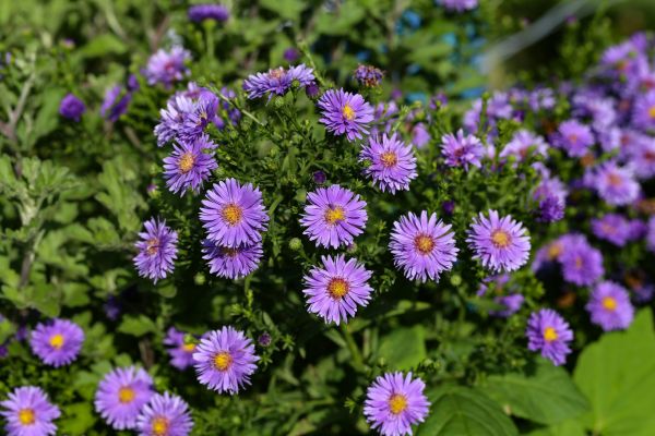 Perennial Flower Planting in Brownsburg