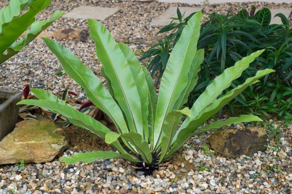 Pea Gravel Installation in Brownsburg