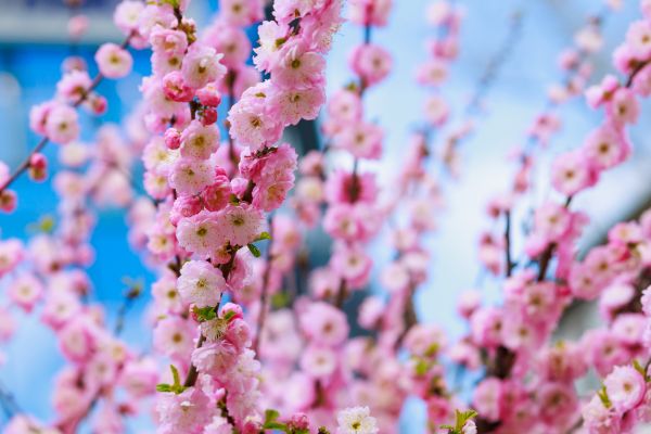 Japanese Cherry Tree Planting in Brownsburg