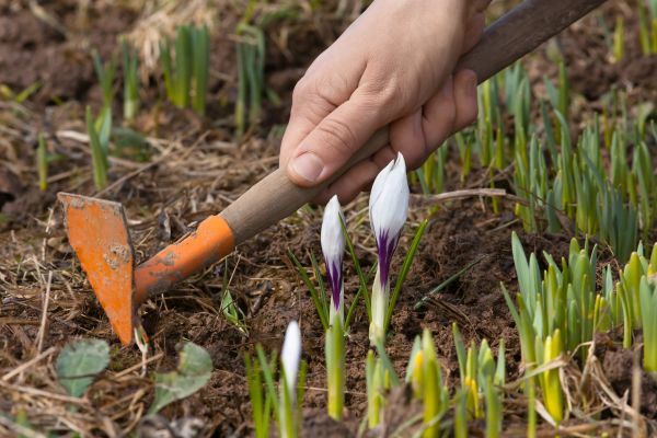 Flower Garden Weeding in Brownsburg
