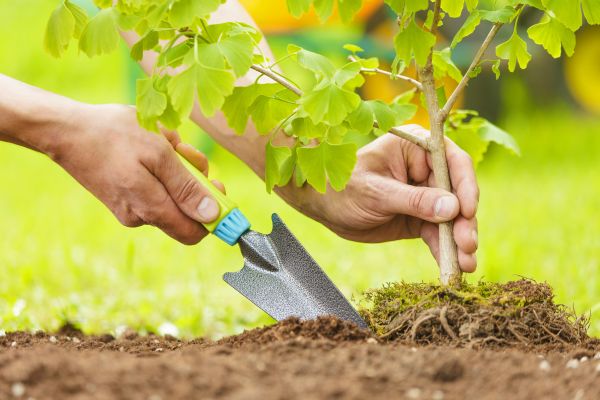 Fruit Tree Planting in Brownsburg