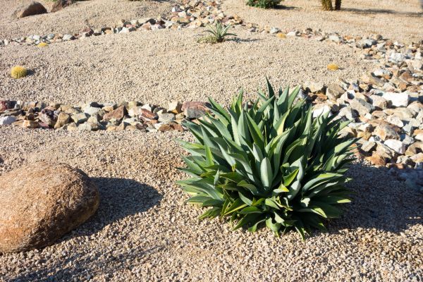 Xeriscaping Service in Brownsburg