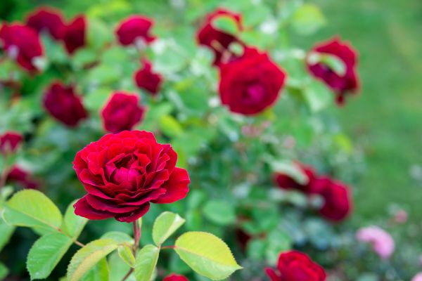 Rose Planting in Brownsburg