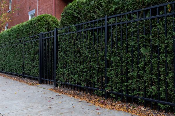 Privacy Hedge Installation in Brownsburg