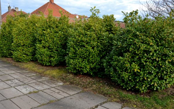 Privacy Shrub Installation in Brownsburg