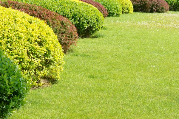 Shrubbery Planting in Brownsburg
