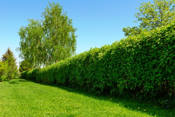 Hedge Replacement in Brownsburg