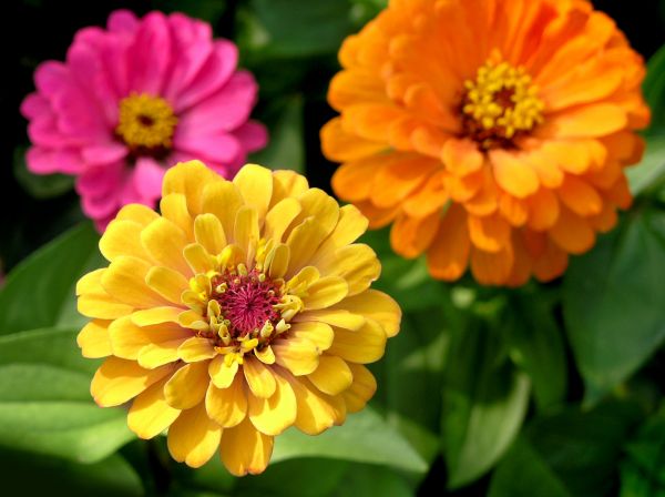 Zinnia Planting in Brownsburg