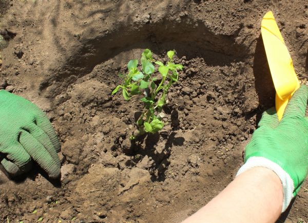 Rose Bush Planting in Brownsburg