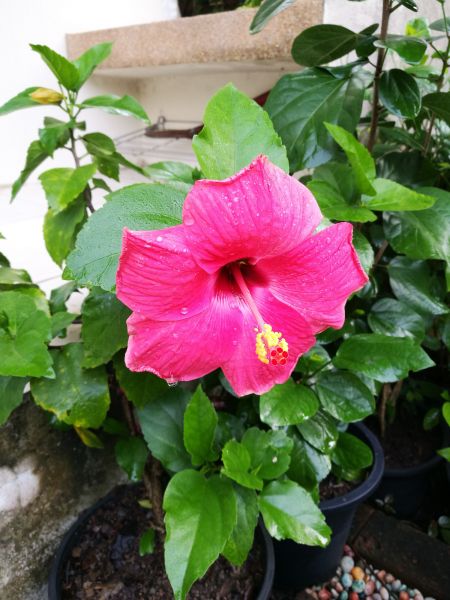 Hibiscus Planting in Brownsburg