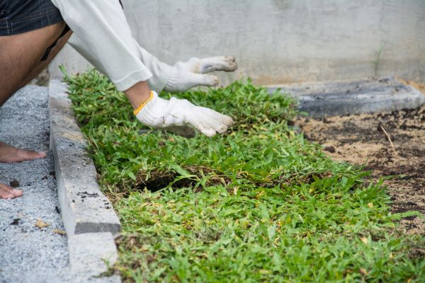 Ground Cover Planting in Brownsburg