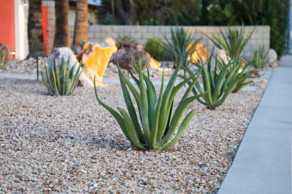 Drought Resistant Landscaping in Brownsburg