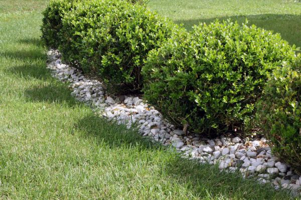 Boxwood Planting in Brownsburg