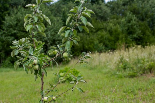 Apple Tree Planting in Brownsburg